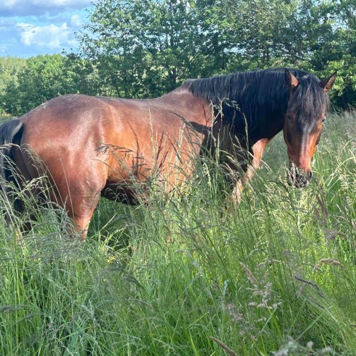 Balade à cheval Vitré