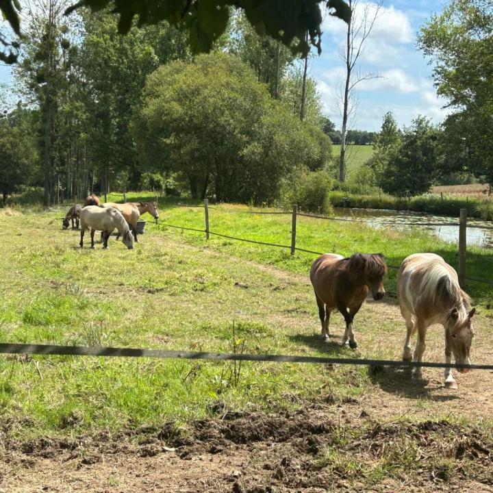 Randonnée à cheval Vitré