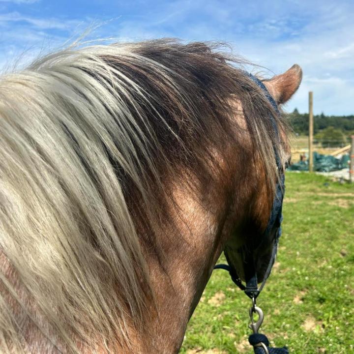 Balade équestre Vitré